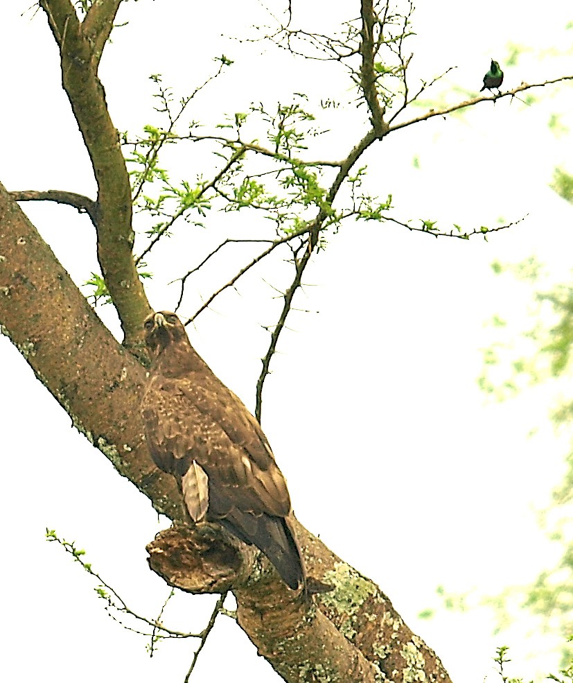 Wahlberg's Eagle - ML638715383