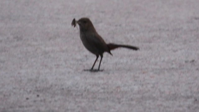 Indian Robin - ML638715406