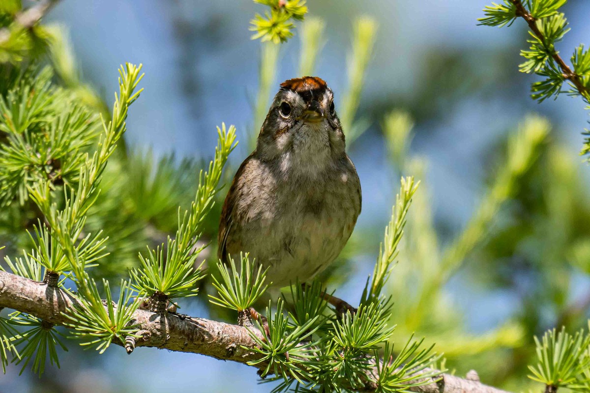 Swamp Sparrow - ML638715412