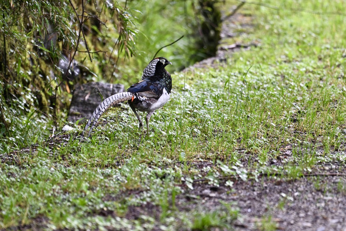 Lady Amherst's Pheasant - ML638715421