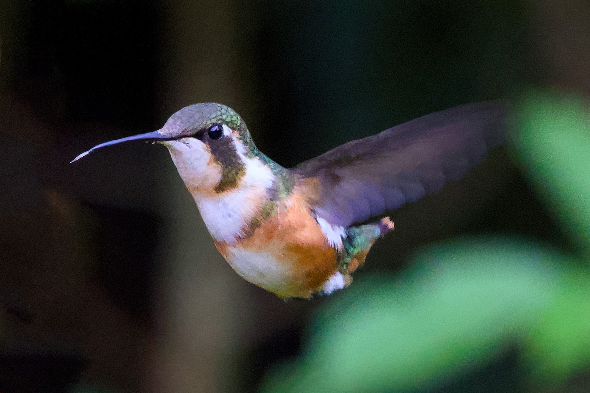 White-bellied Woodstar - ML638715503