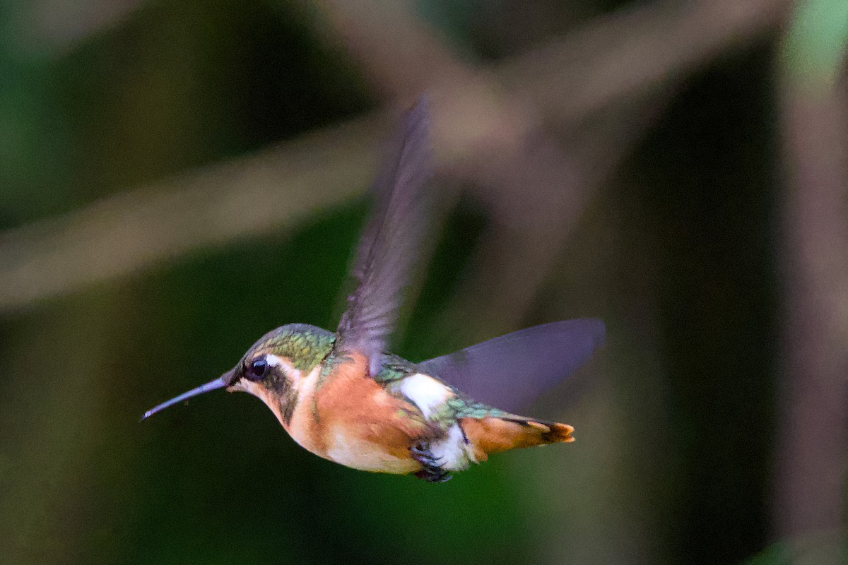 White-bellied Woodstar - ML638715504