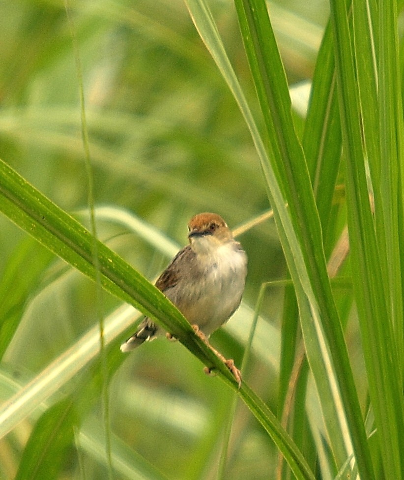 Carruthers's Cisticola - ML638715537