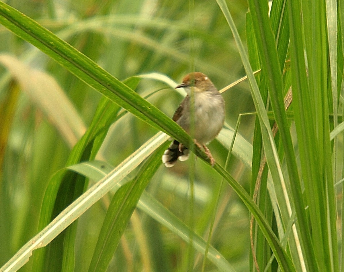 Carruthers's Cisticola - ML638715539