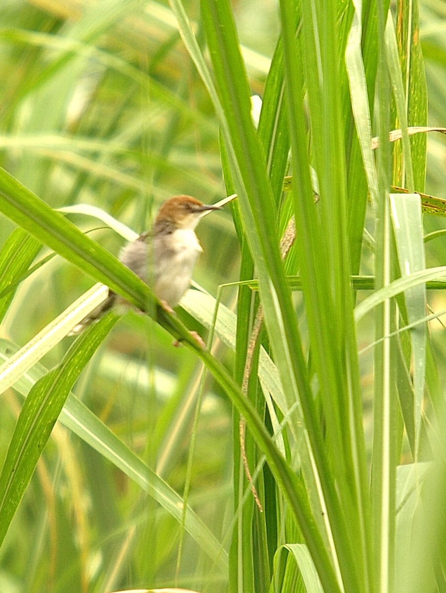 Carruthers's Cisticola - ML638715541