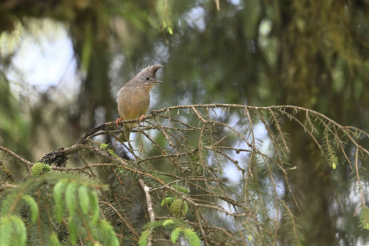 Stripe-throated Yuhina - ML638715573