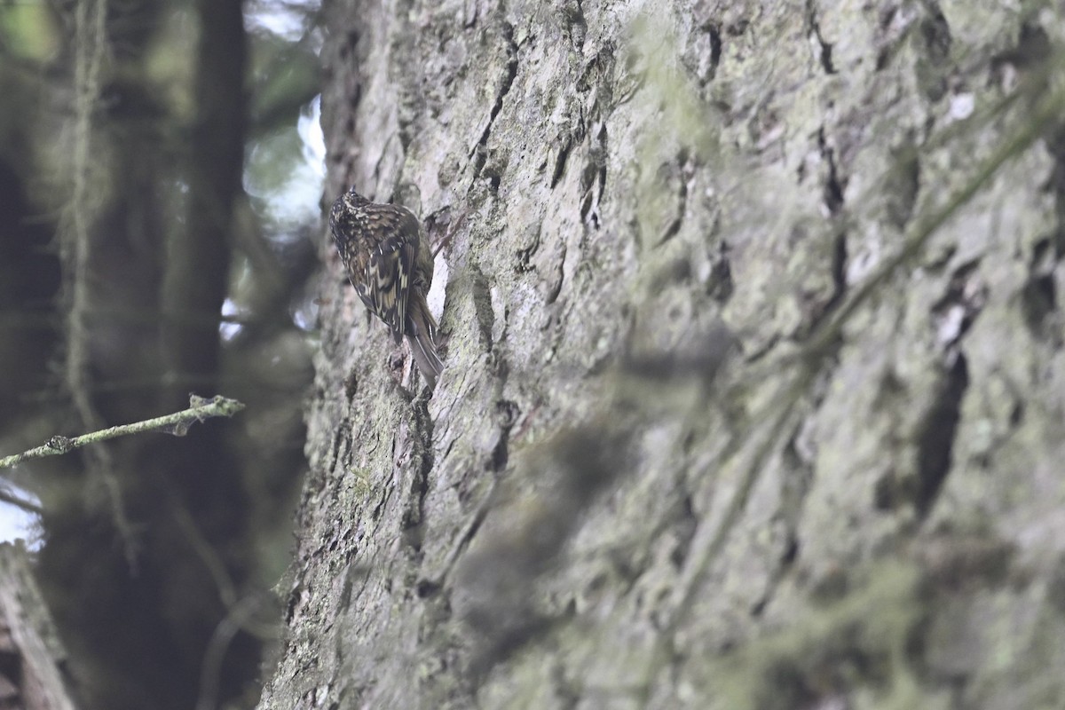 Sichuan Treecreeper - ML638715587