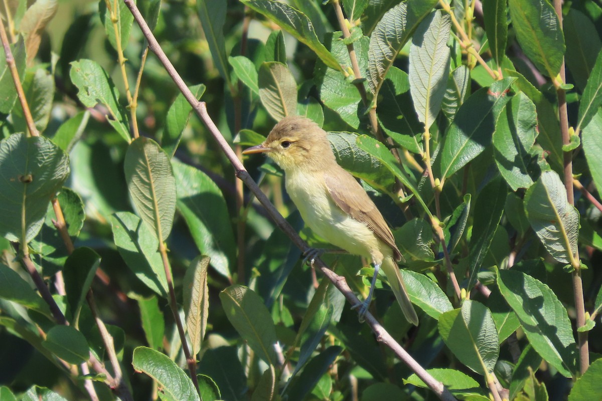 Melodious Warbler - ML638715599