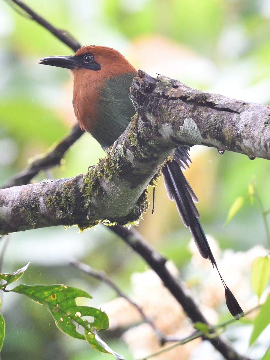 Broad-billed Motmot (Broad-billed) - ML638715646