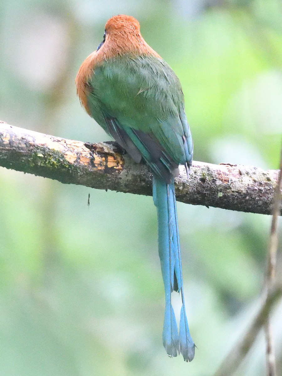 Broad-billed Motmot (Broad-billed) - ML638715660