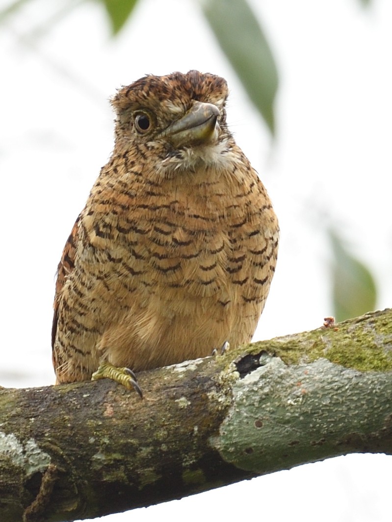 Barred Puffbird - ML638715682