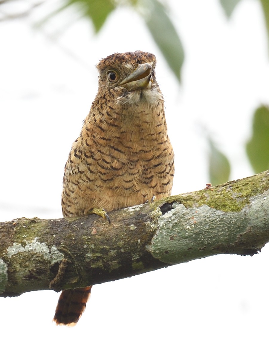 Barred Puffbird - ML638715683