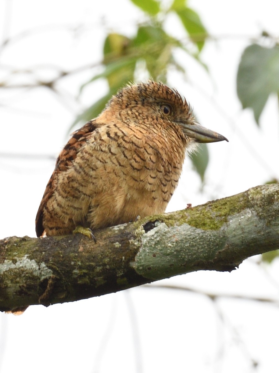 Barred Puffbird - ML638715684