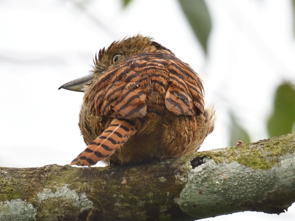 Barred Puffbird - ML638715685