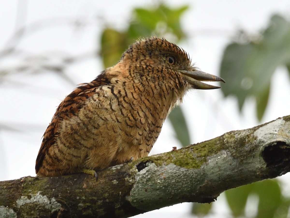 Barred Puffbird - ML638715686