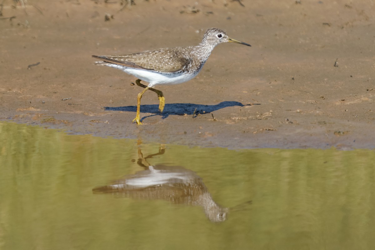 Solitary Sandpiper - ML638715719
