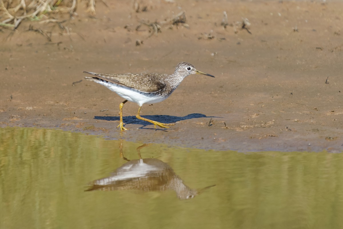 Solitary Sandpiper - ML638715720