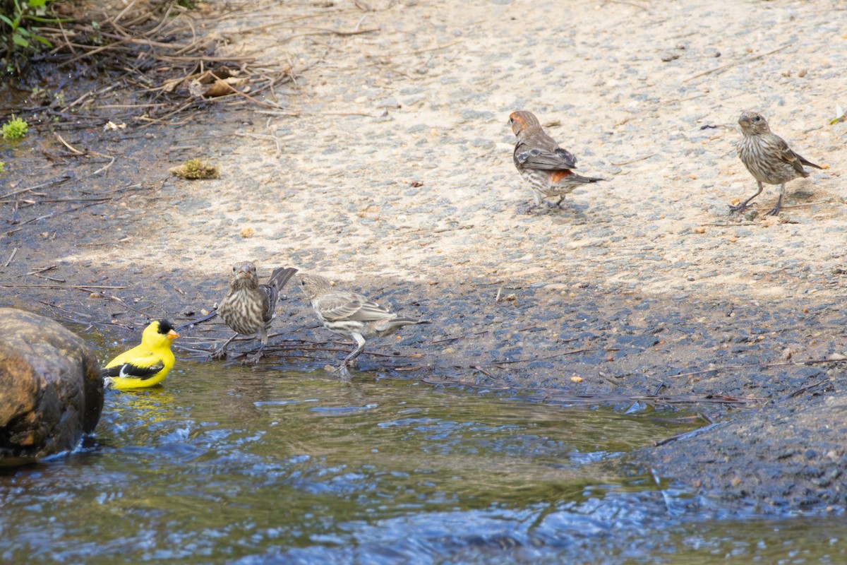House Finch - ML638715730