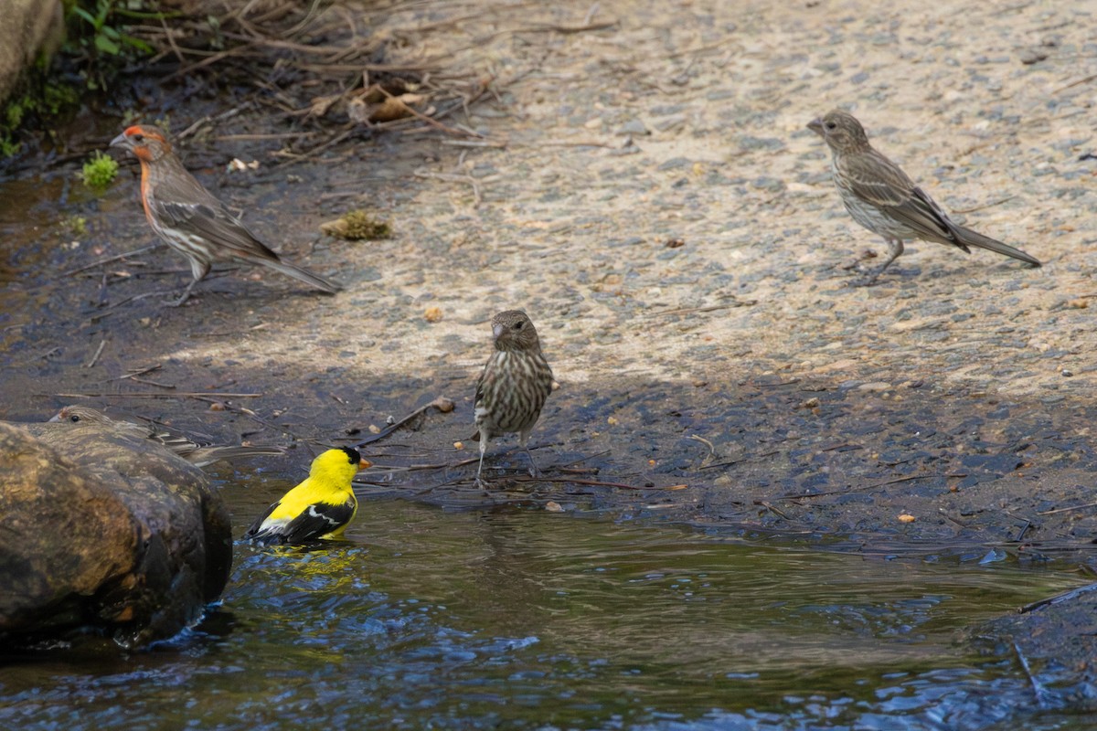 House Finch - ML638715731