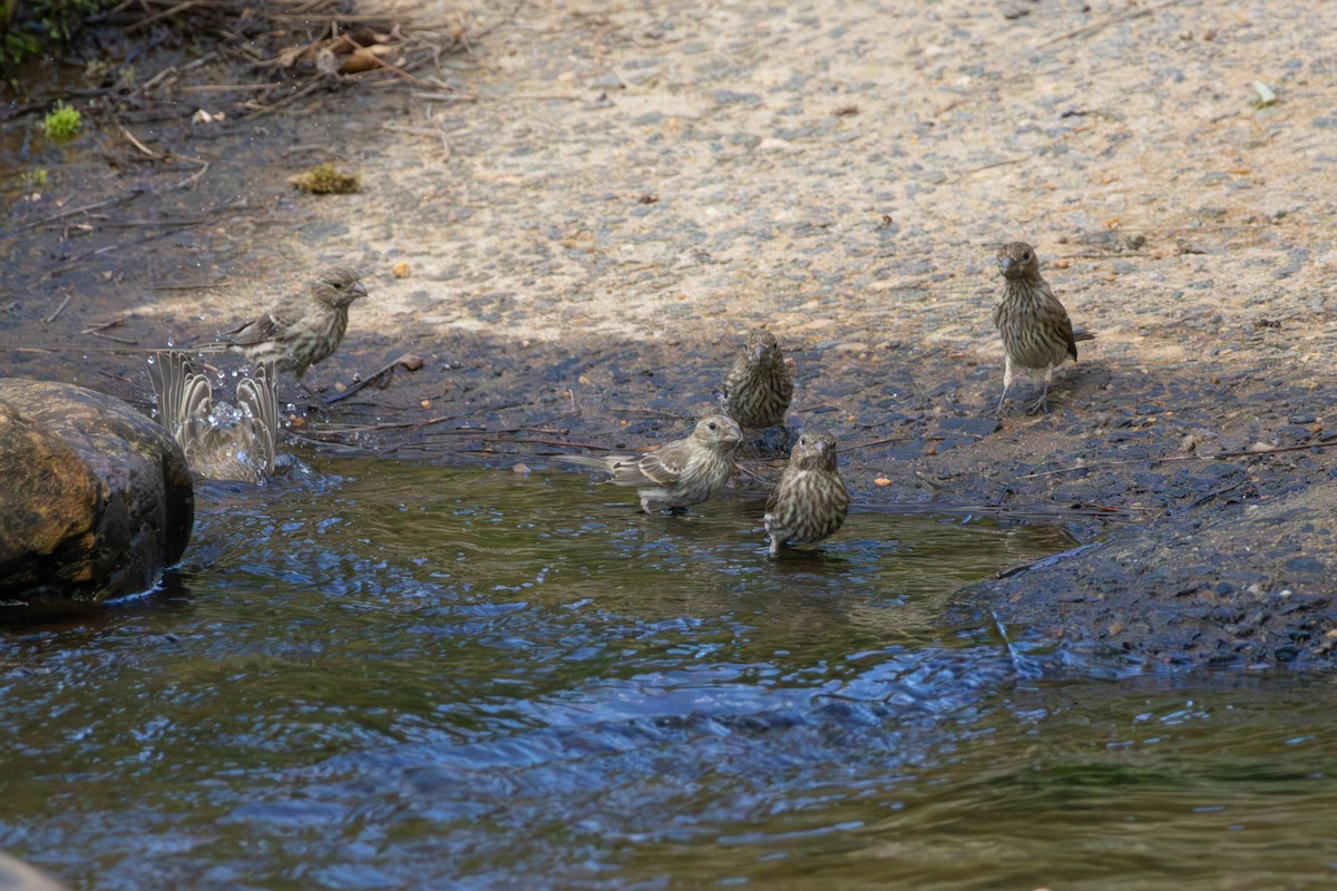 House Finch - ML638715732