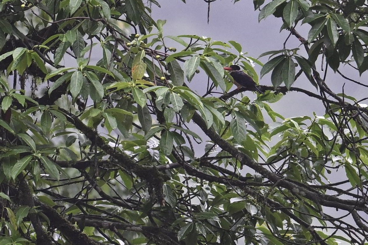 Хар магнайт халуу - ML638715734