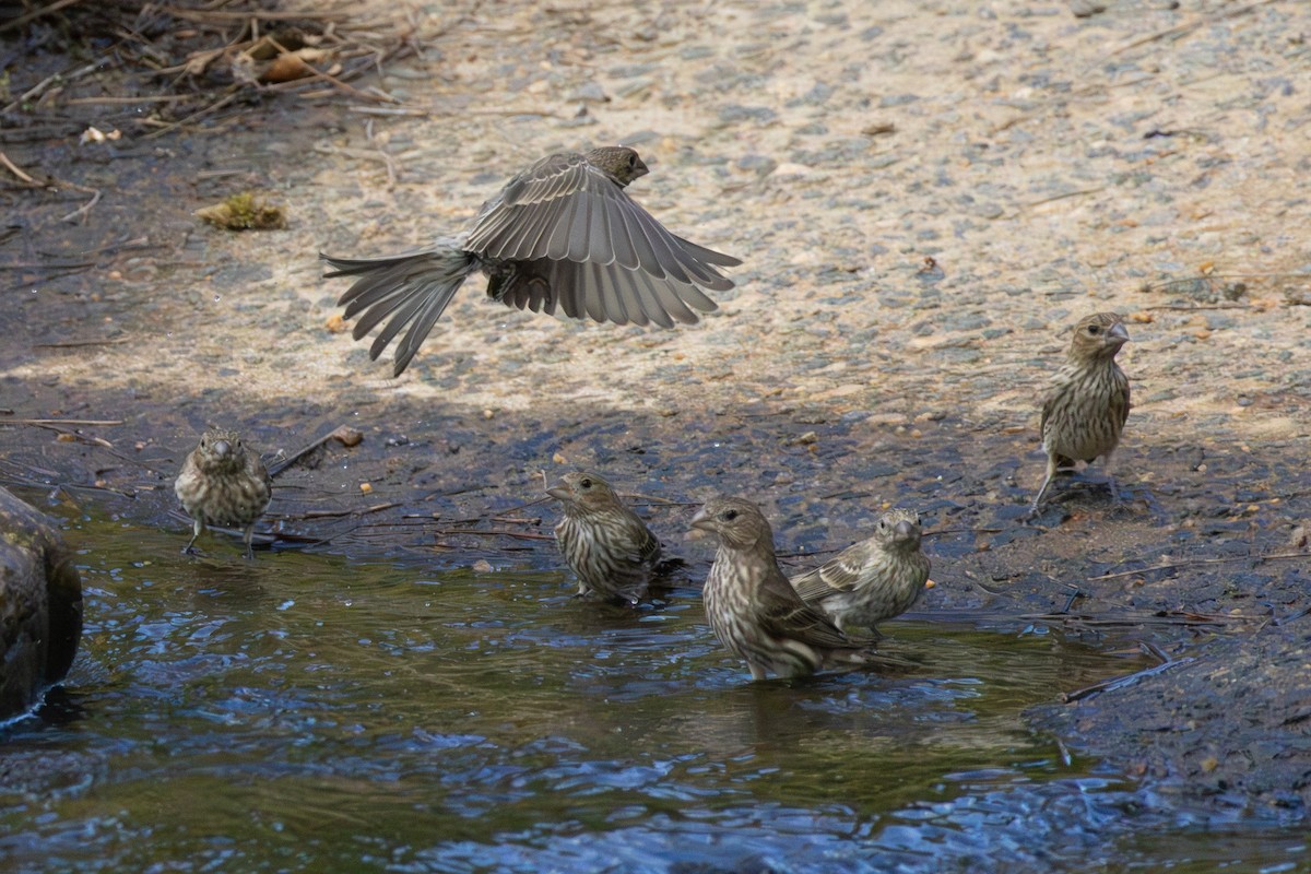 House Finch - ML638715736