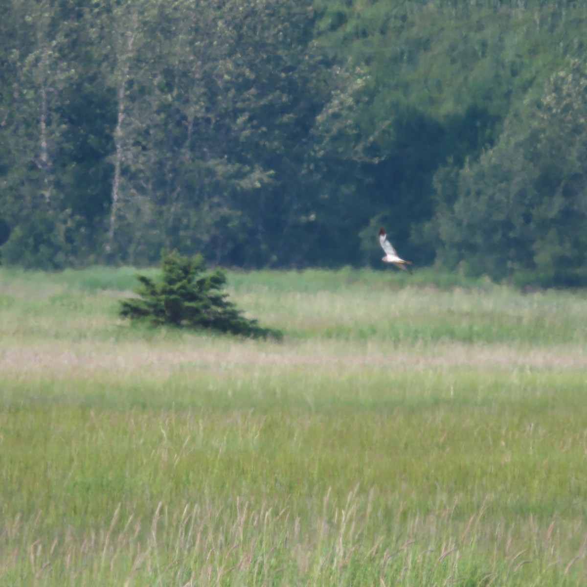 Northern Harrier - ML638715737