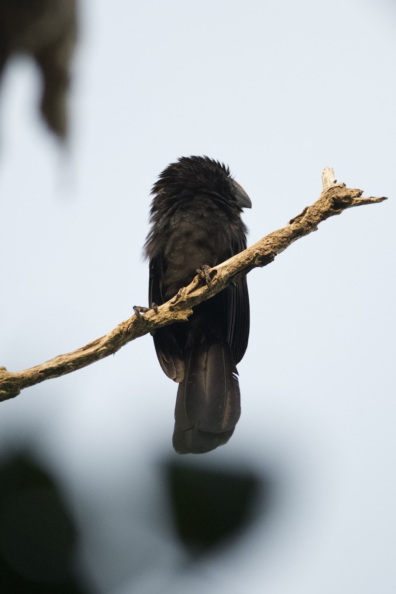 Smooth-billed Ani - ML638715769