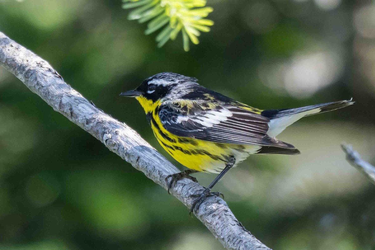 Magnolia Warbler - ML638715797