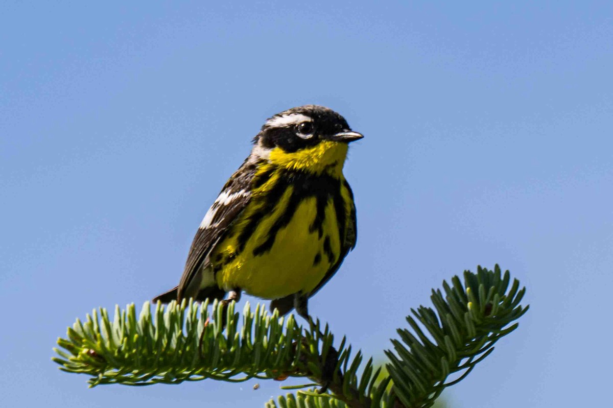 Magnolia Warbler - ML638715798