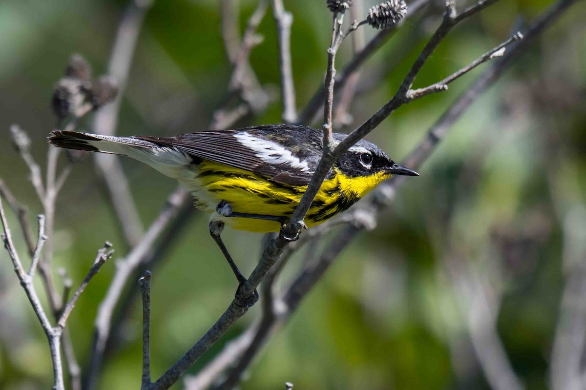 Magnolia Warbler - ML638715799