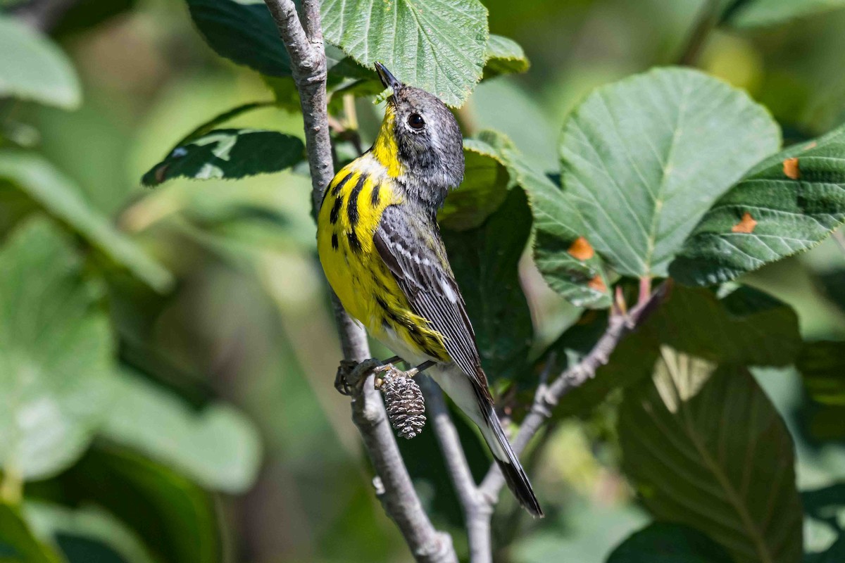 Magnolia Warbler - ML638715800