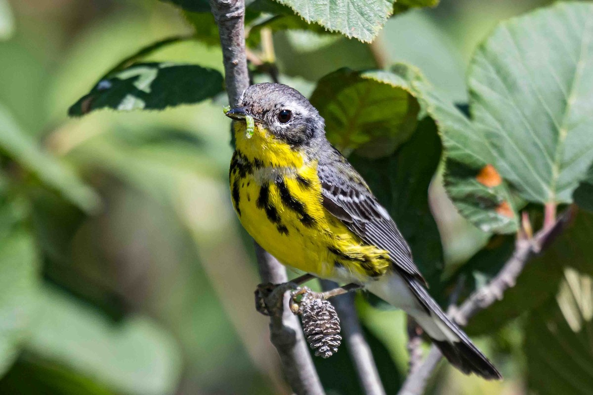 Magnolia Warbler - ML638715801