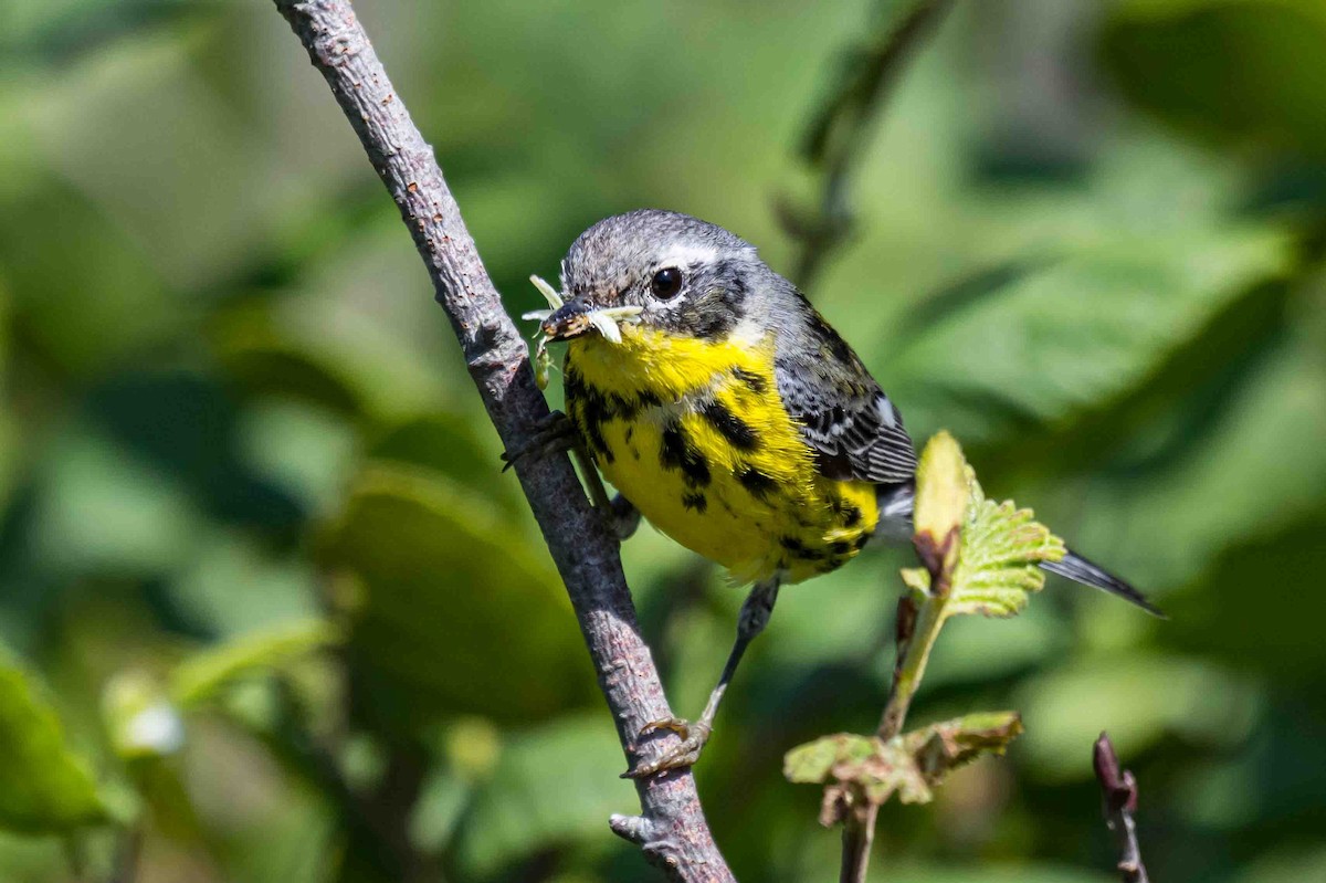 Magnolia Warbler - ML638715802