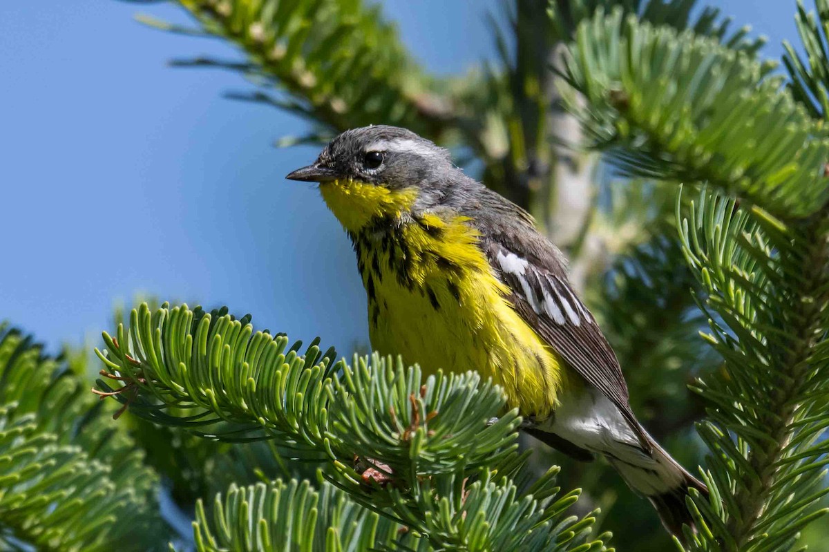 Magnolia Warbler - ML638715803