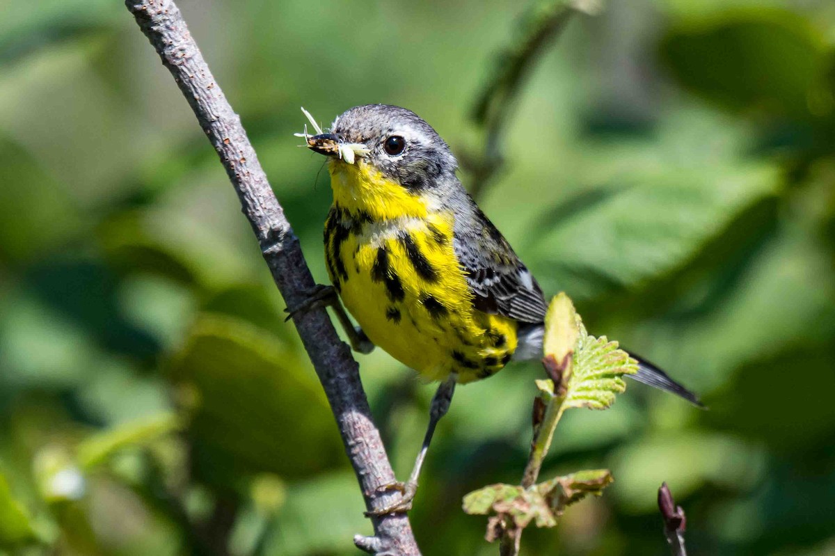 Magnolia Warbler - ML638715804