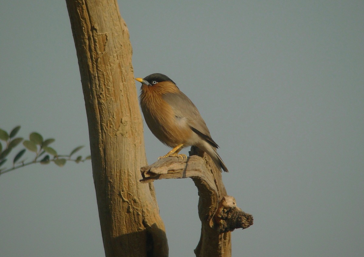 Brahminy Starling - ML638715813