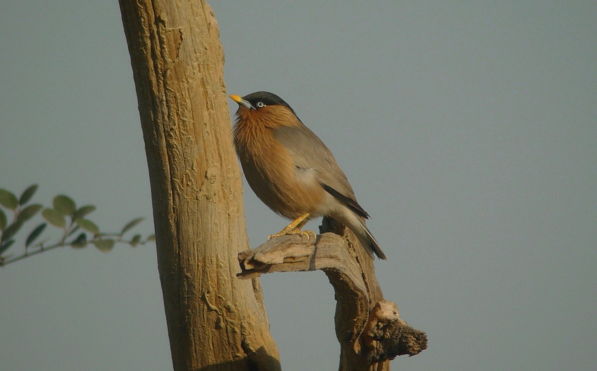 Brahminy Starling - ML638715826