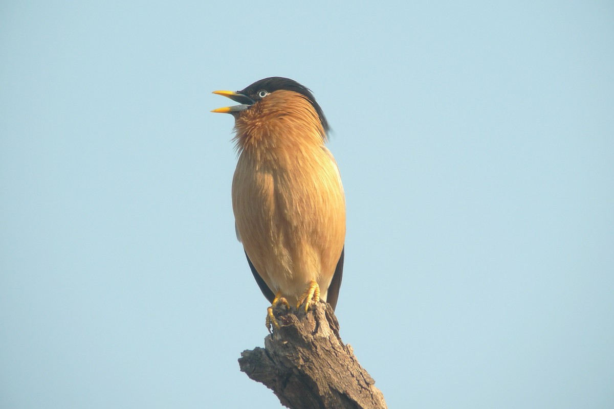 Brahminy Starling - ML638715830