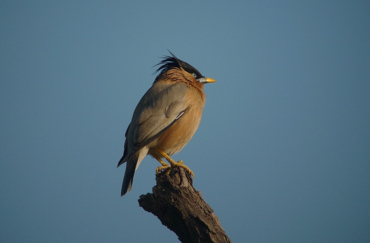 Brahminy Starling - ML638715839