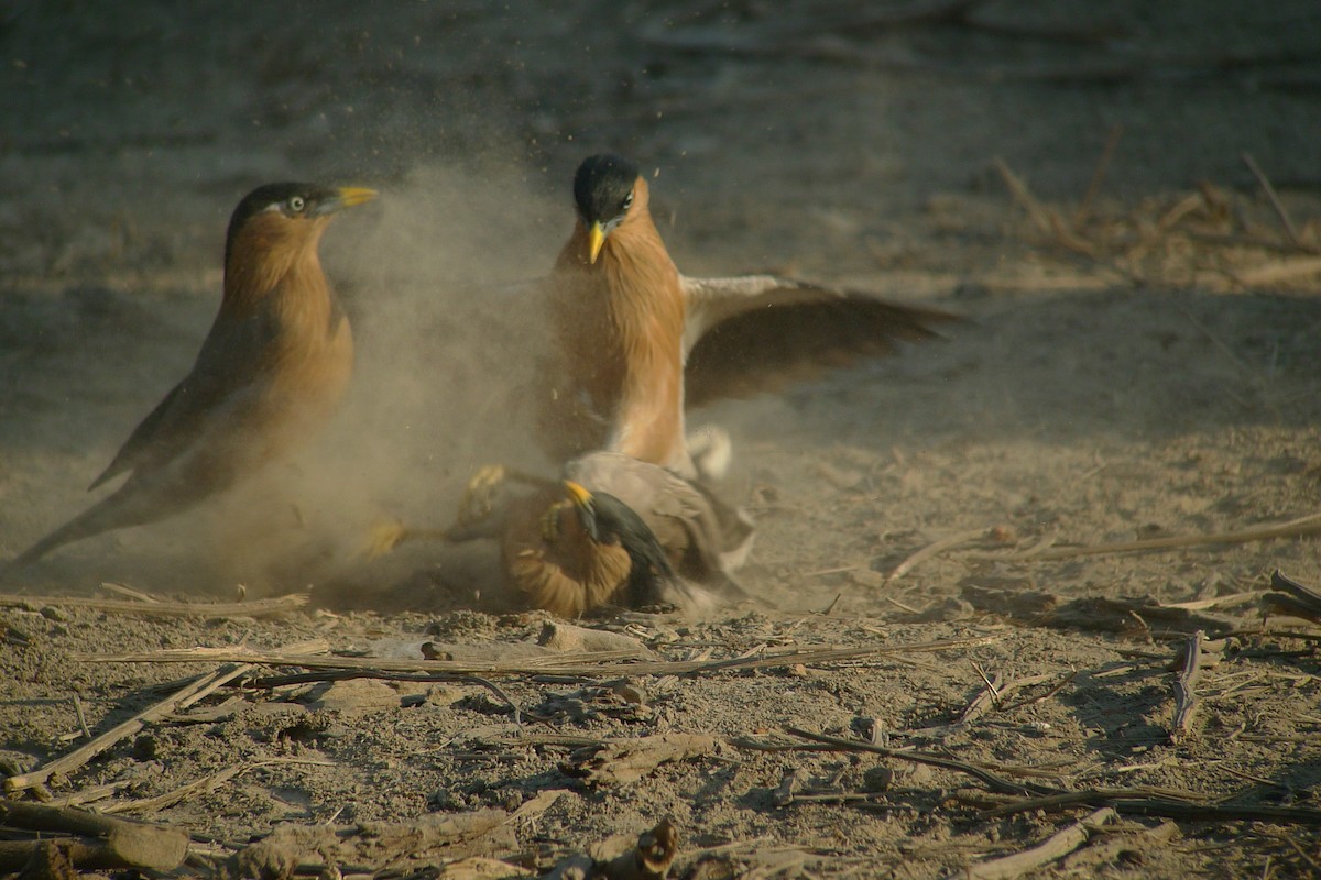 Brahminy Starling - ML638715850