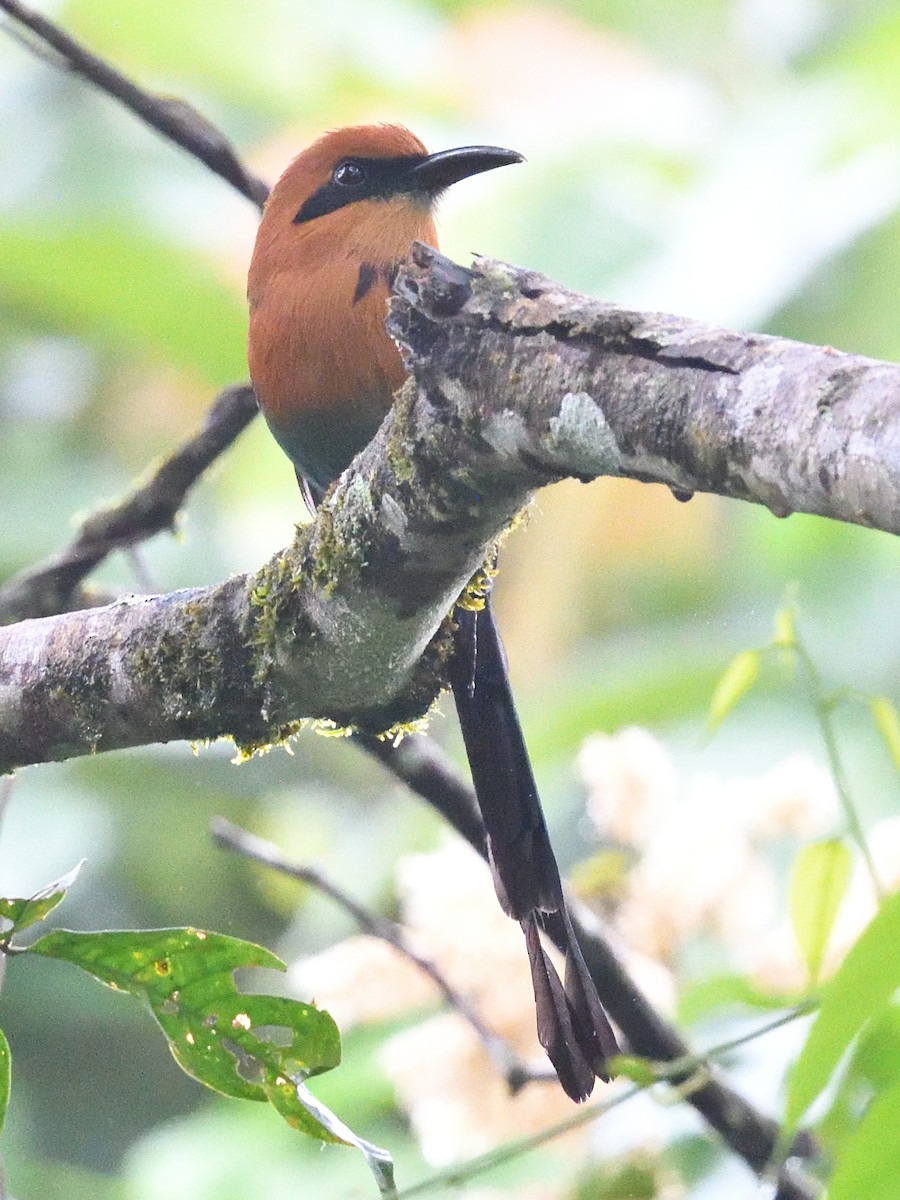 Broad-billed Motmot (Broad-billed) - ML638715868