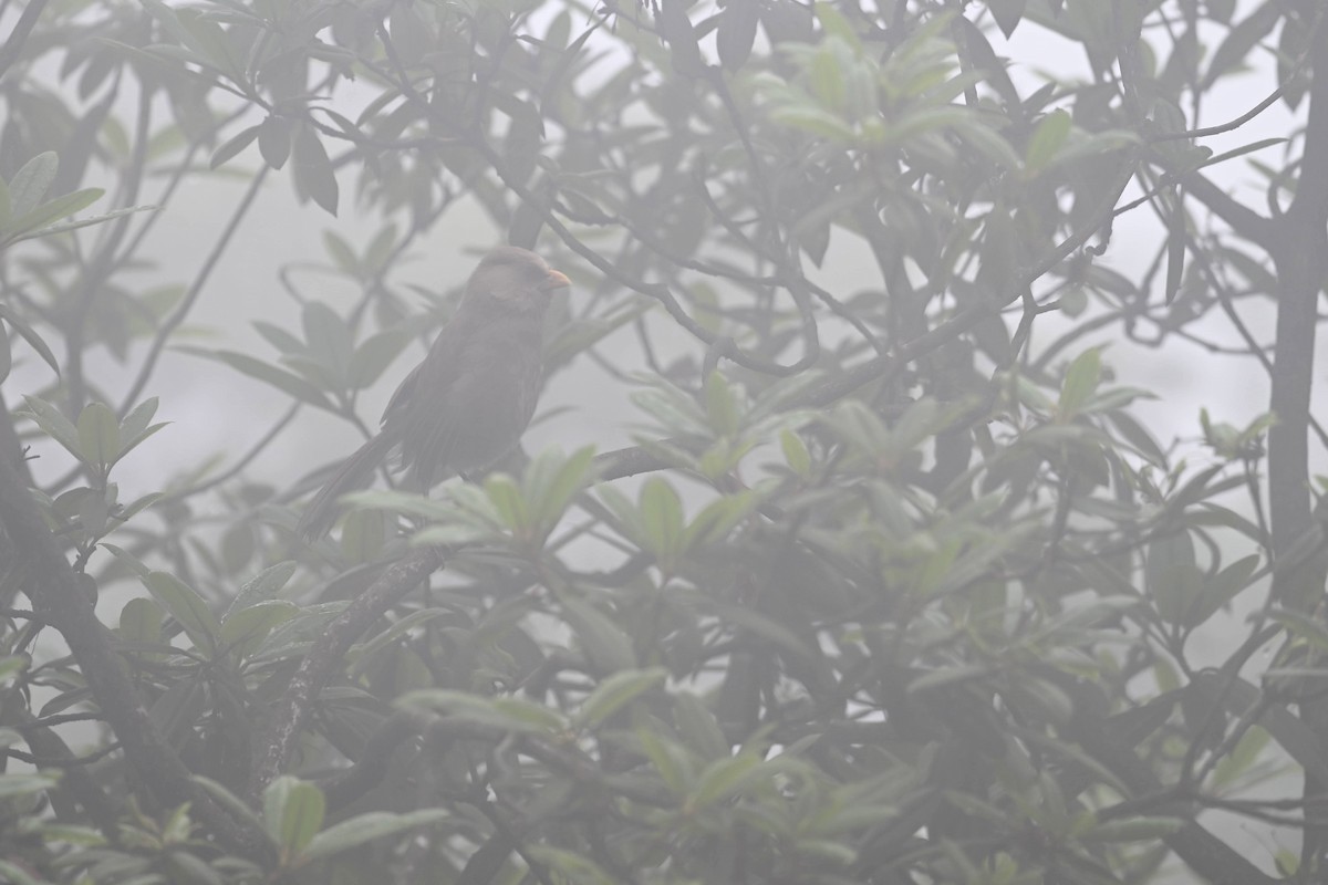 Great Parrotbill - ML638715926