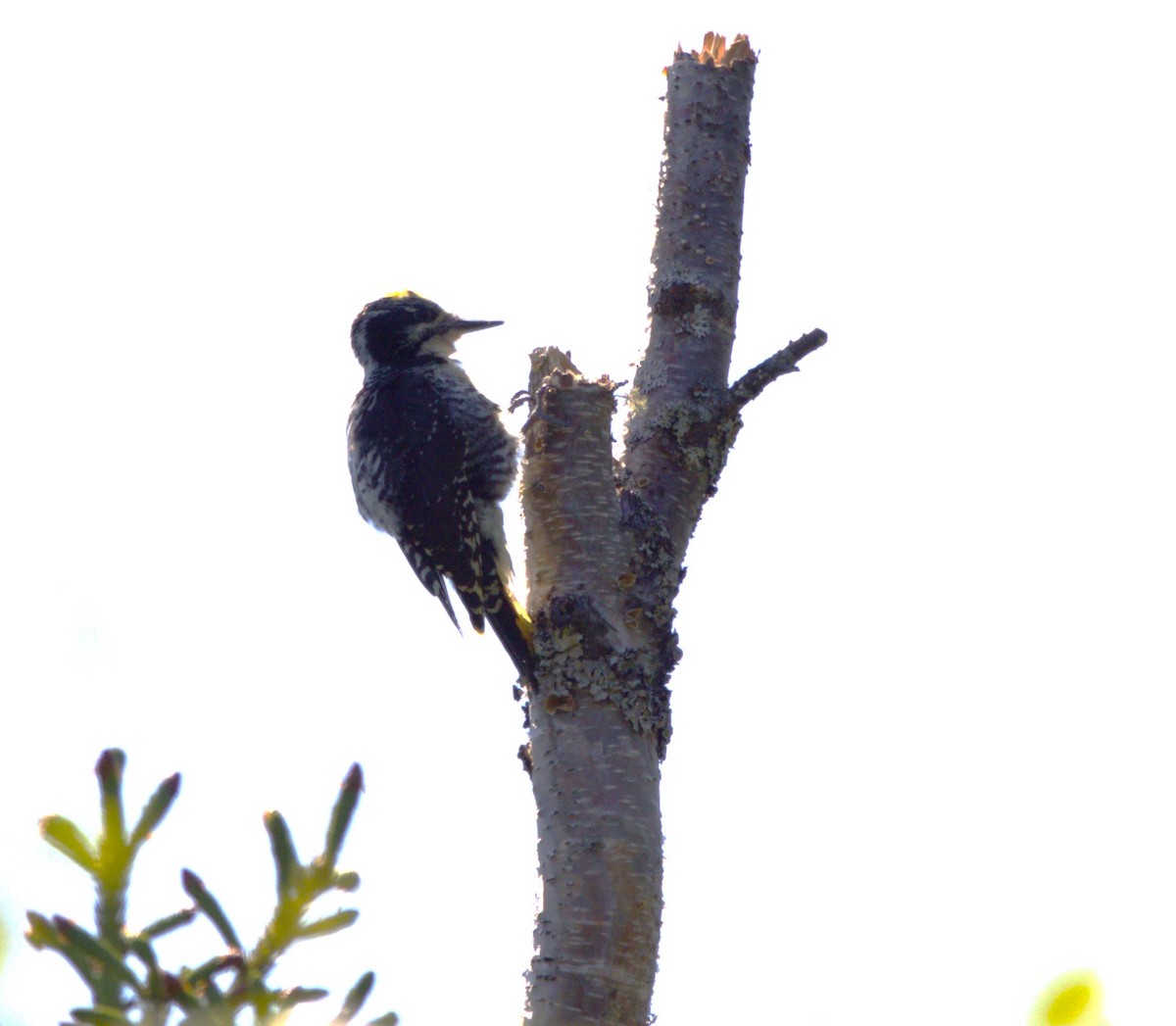 American Three-toed Woodpecker - ML638715937