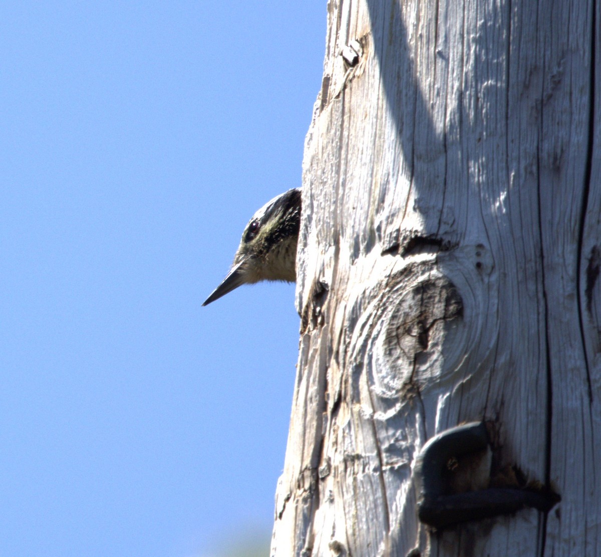 American Three-toed Woodpecker - ML638715939