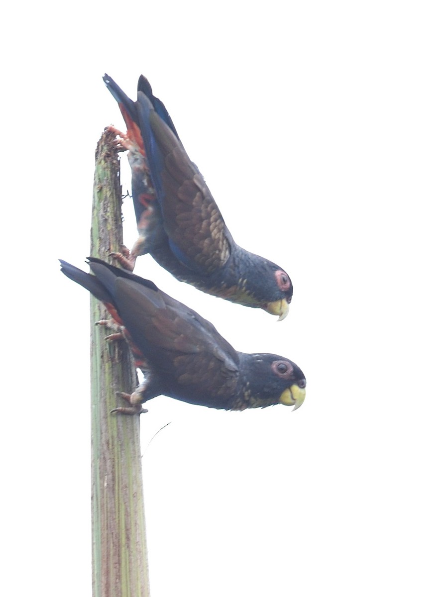Bronze-winged Parrot - ML638715957