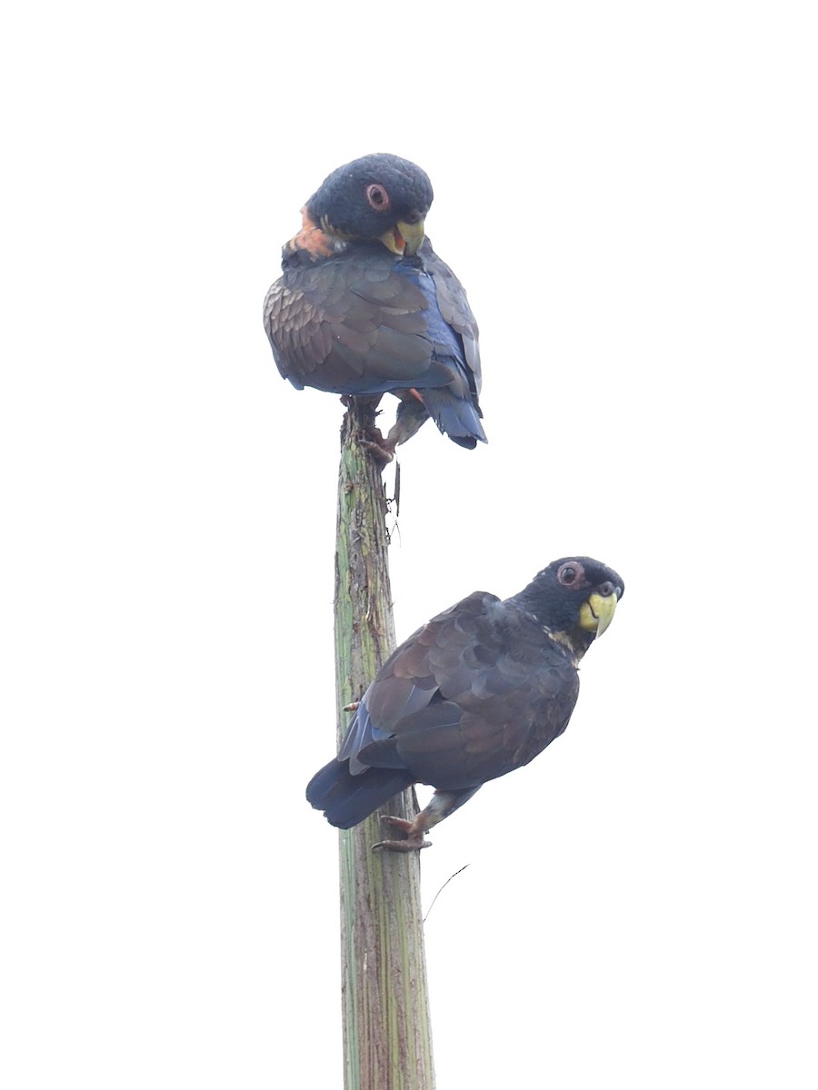 Bronze-winged Parrot - ML638715958