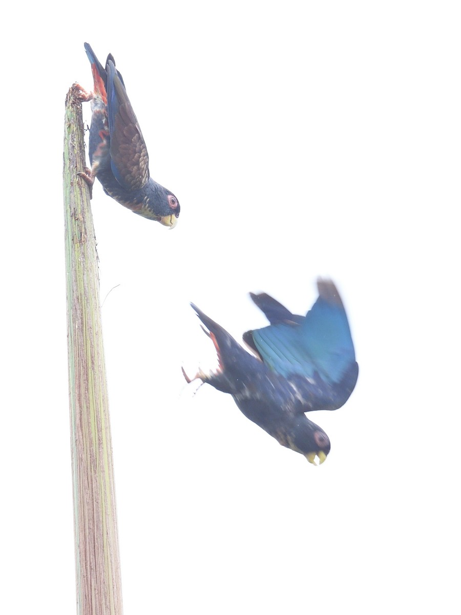 Bronze-winged Parrot - ML638715959