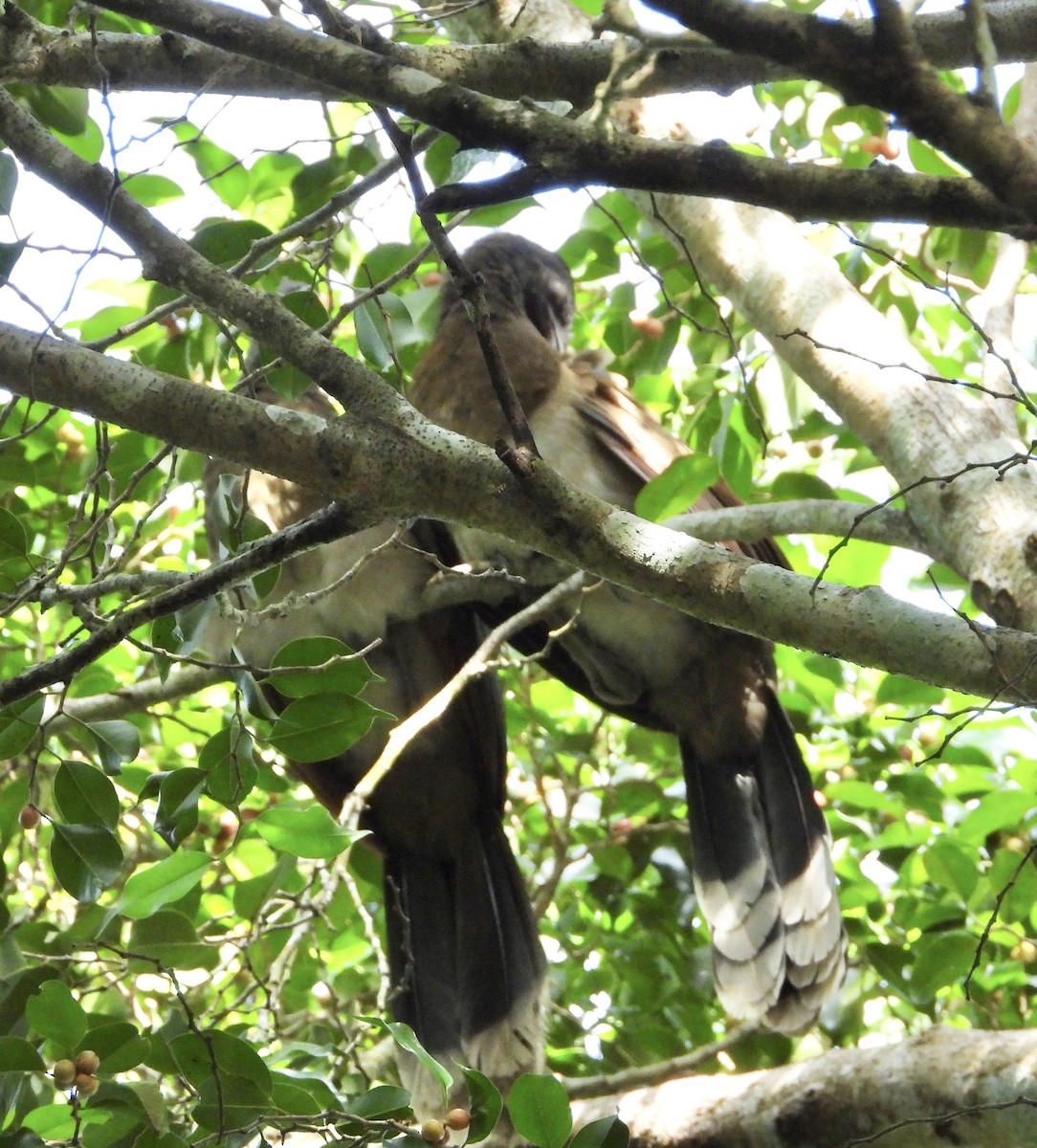 Gray-headed Chachalaca - ML638716029