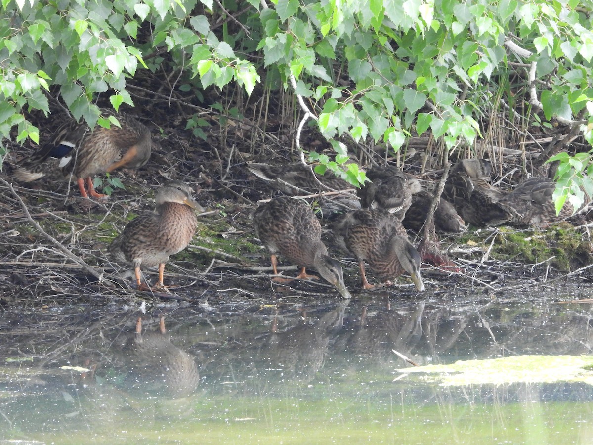 Mallard - ML638716047